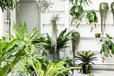 Plants Of The Month: Sanseivier