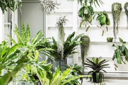 Plants Of The Month: Sanseivier