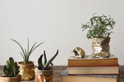 Easy care houseplants