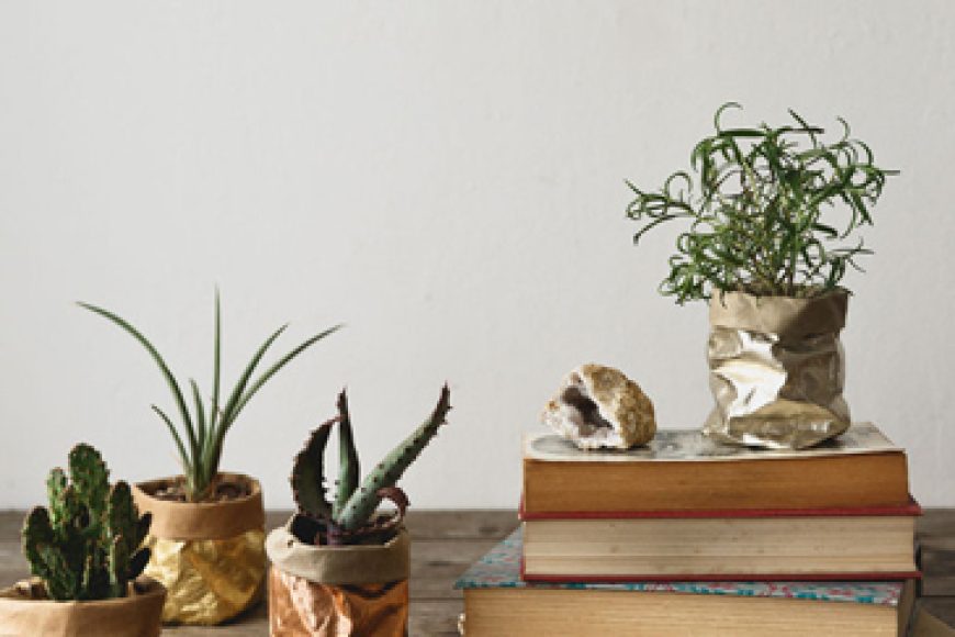 Easy care houseplants